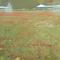 Corte, entouré de coquelicots et de moutons, dans le talon de la botte de l'Italie